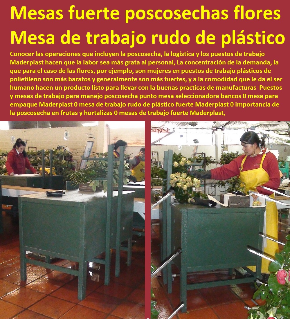 Puestos y mesas de trabajo para manejo poscosecha punto mesa seleccionadora bancos 0 mesa para empaque Maderplast 0 mesa de trabajo rudo de plástico fuerte Maderplast 0 importancia de la poscosecha en frutas y hortalizas 0 mesas Puestos y mesas de trabajo para manejo poscosecha TUTORES PARA FLORES, CABLE VÍA BANANAS AROMÁTICAS, Cultivos Tecnificados, Invernaderos, Semilleros, Bancos De Siembra, Hidroponía, Agricultura, Cosecha, Poscosecha, punto mesa seleccionadora bancos 0 mesa para empaque Maderplast 0 mesa de trabajo rudo de plástico fuerte Maderplast 0 importancia de la poscosecha en frutas y hortalizas 0 mesas